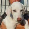 Liebenswerter Giovedi sucht Zuhause