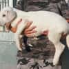 Liebenswerter Giovedi sucht Zuhause