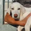 Liebenswerter Giovedi sucht Zuhause