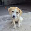 Boukha