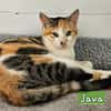 JAVA
