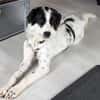 NOTFALLHUND JACKSON sucht dringend🙏🆘