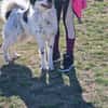 NOTFALLHUND JACKSON sucht dringend🙏🆘