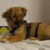 Zauberhafter SIMBA sucht liebe Familie