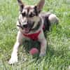 LEVI - ein ganz besonderer Hund