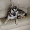 LEVI - ein ganz besonderer Hund