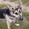 LEVI - ein ganz besonderer Hund