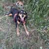 Rhonda Braquen Mix 9-10 Jahre