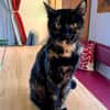 Hübsche Schildpattkatze Lenka 2 Jahre