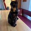 Hübsche Schildpattkatze Lenka 2 Jahre