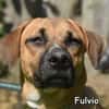 FULVIO