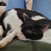 Oreo  Der verschmuste Kater