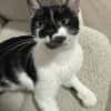 Schmusekatze NURIEL sucht!