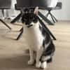 Schmusekatze NURIEL sucht!
