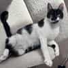 Schmusekatze NURIEL sucht!