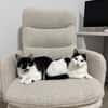 Schmusekatze NURIEL sucht!
