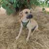 Toller Tommy sucht ein Zuhause