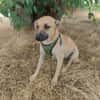 Toller Tommy sucht ein Zuhause