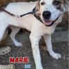 Marie - verschmust und kuschelbedürftig