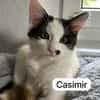Maikätzchen  Anni und Casimir