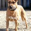 Dodger - braucht Zeit und Geduld