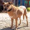 Dodger - braucht Zeit und Geduld