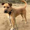Dodger - braucht Zeit und Geduld