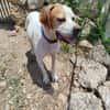 Pointer PIM sucht seine Familie