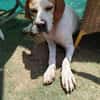 Pointer PIM sucht seine Familie