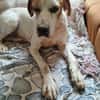 Pointer PIM sucht seine Familie
