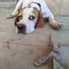 Pointer PIM sucht seine Familie