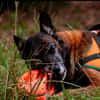 balou