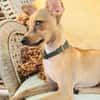BUDDY, le chihuahua créole