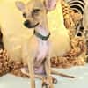 BUDDY, le chihuahua créole