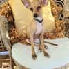 BUDDY, le chihuahua créole