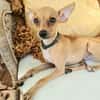 BUDDY, le chihuahua créole