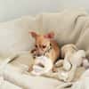 BUDDY, le chihuahua créole