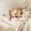 BUDDY, le chihuahua créole