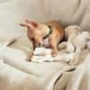 BUDDY, le chihuahua créole
