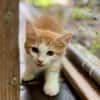 Alva, femelle croisée européen, née le 15/07/2025  🐱