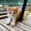 Alva, femelle croisée européen, née le 15/07/2025  🐱
