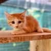 Alva, femelle croisée européen, née le 15/07/2025  🐱