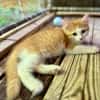 Alva, femelle croisée européen, née le 15/07/2025  🐱