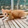 Arius, mâle croisé européen, né le 15/07/2025  🐱