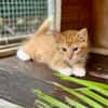 Arius, mâle croisé européen, né le 15/07/2025  🐱