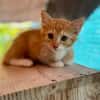 Arius, mâle croisé européen, né le 15/07/2025  🐱