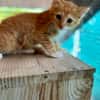 Arius, mâle croisé européen, né le 15/07/2025  🐱