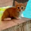 Arius, mâle croisé européen, né le 15/07/2025  🐱