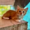 Arius, mâle croisé européen, né le 15/07/2025  🐱