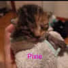 Pixie